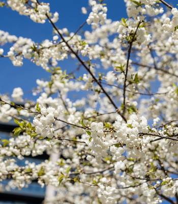 Cherry Blossoms in Wembley Park
