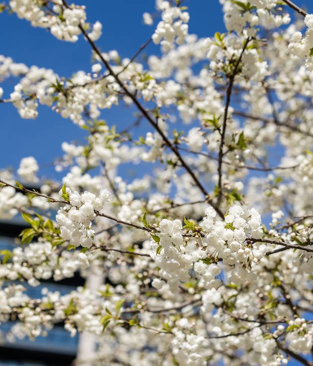 Cherry Blossoms in Wembley Park
