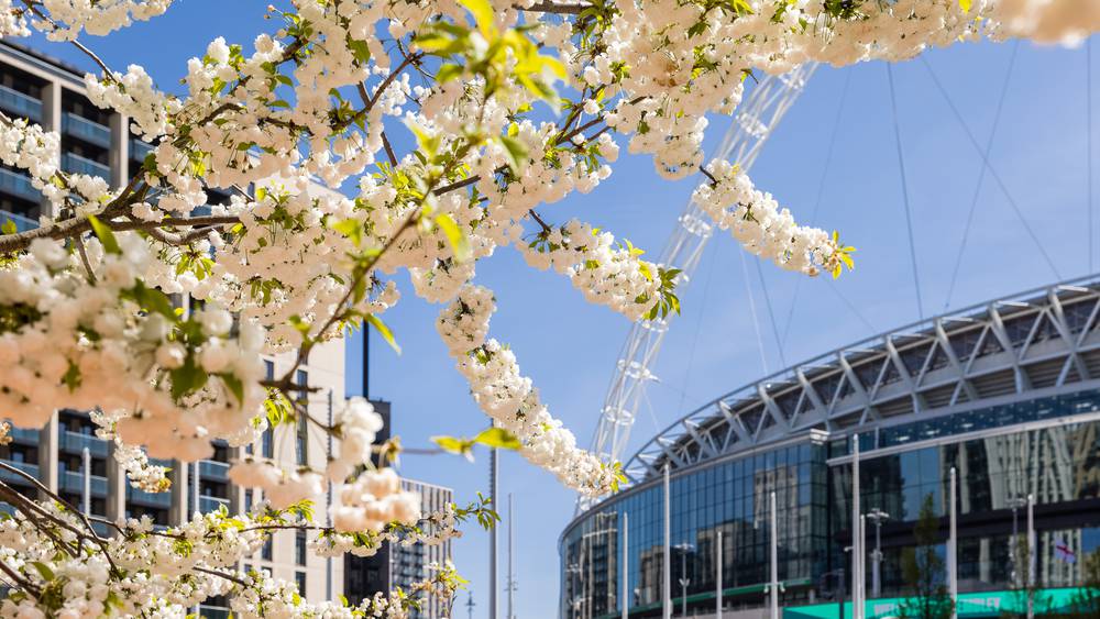 Cherry Blossoms and Wembley Stadium in Wembley Park