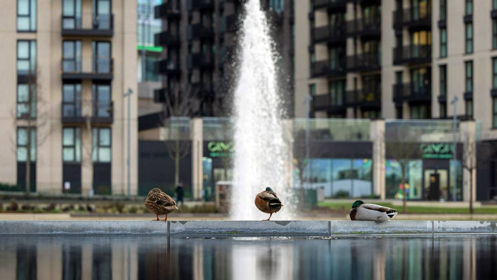 Ducks in the pond in Union Park in Wembley Park