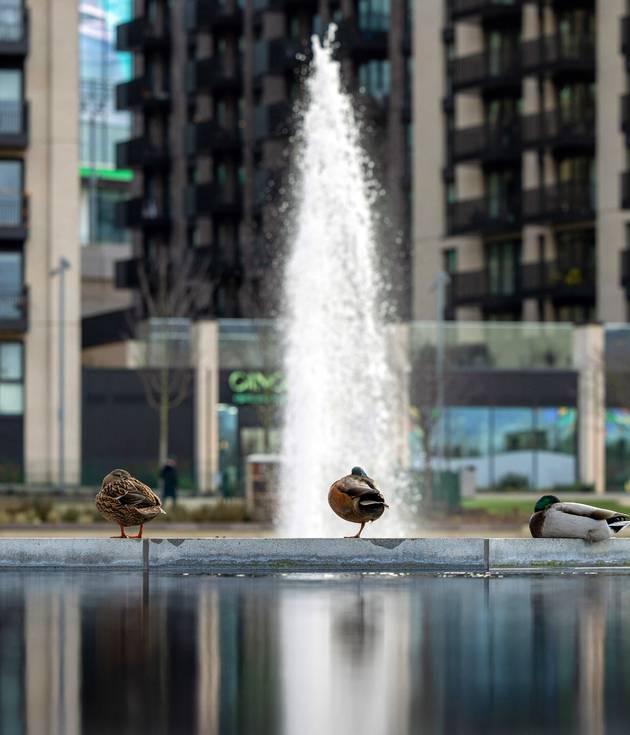 Ducks in the pond in Union Park in Wembley Park