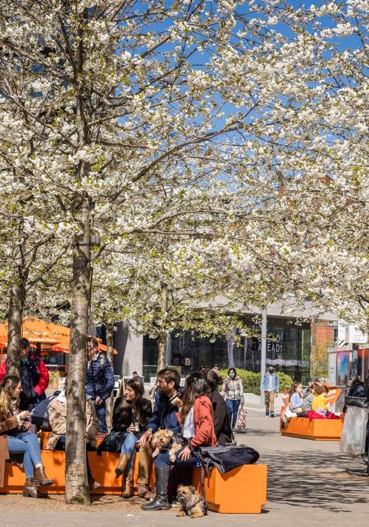 Spring cherry blossom trees in bloom on Olympic Way at Wembley Park with people sitting on orange benches ahead of the FA Cup Final 2026