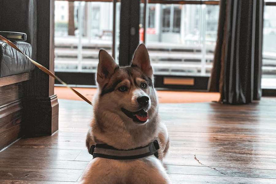 Pet friendly places in Wembley Park Wembley Park